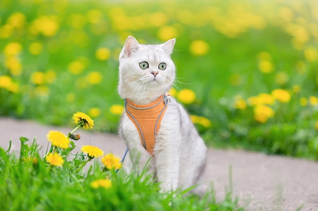 A adorable white british cat sits on the grass with yellow dandelions in spring