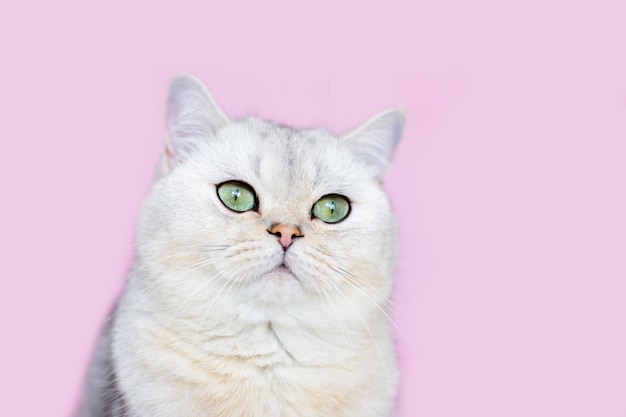 Adorable white british cat sits on pink background close up