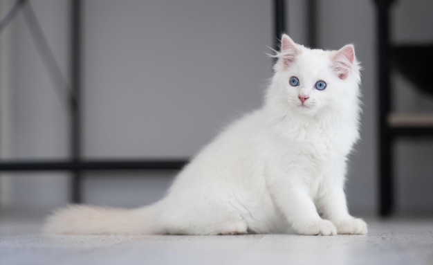 Adorable white fluffy ragdoll cat with beautiful blue eyes and furry tail sitting on the floor and l...