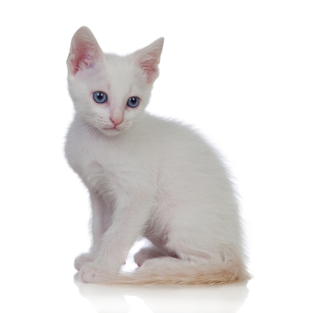 Adorable white kitten with blue eyes