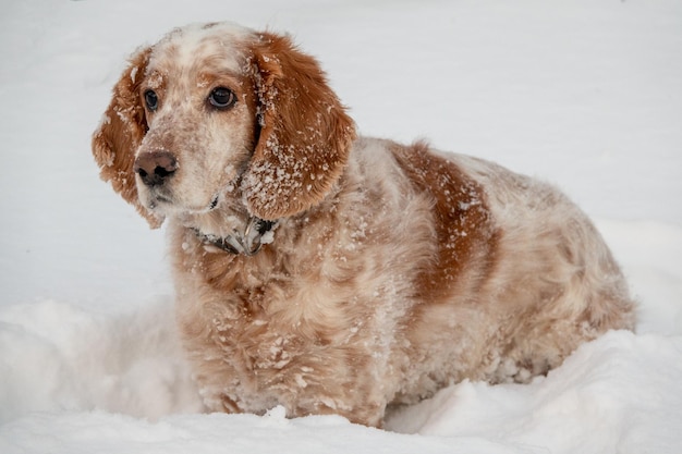 An adorable whitered Russian Spaniel dogs sitting at a dog show in a stadium The dogs is looking at the owner Hunting dog Selective focus