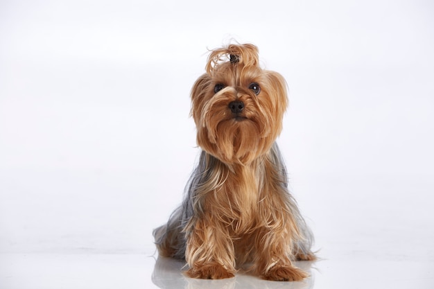 Adorable yorkshire terrier with topknot