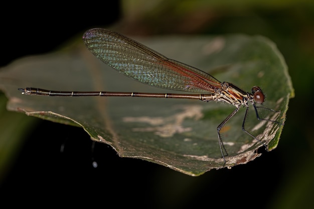 Adul Rubyspot Damselfly Insect of the Genus Hetaerina