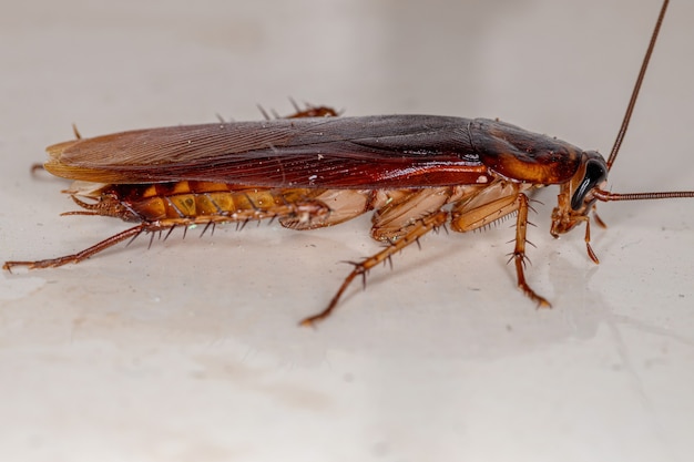 Adult American Cockroach of the species Periplaneta americana