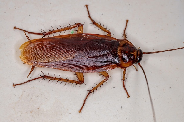 Adult American Cockroach of the species Periplaneta americana