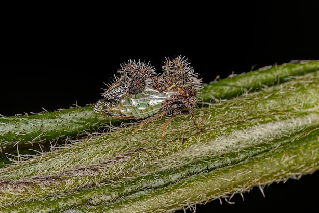 Adult Antmimicking Treehopper