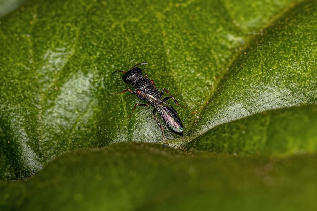 Adult Aphid Wasp