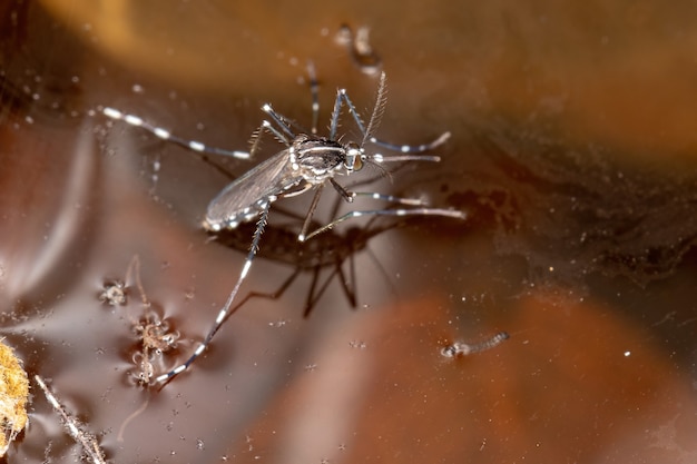 Photo adult asian tiger mosquito of the species aedes albopictus