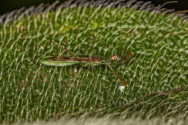 Adult Assassin Bug