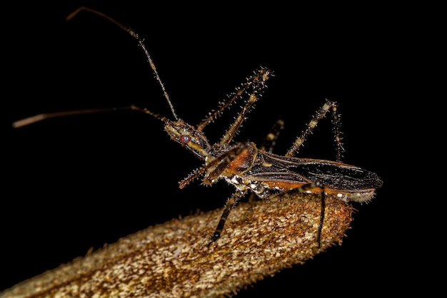 Adult Assassin Bug