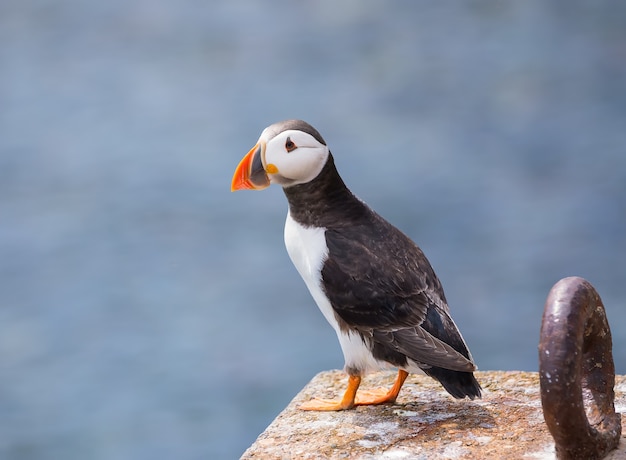 An adult atlantic puffin stays on a stone on the Farne Islands in England at summer time