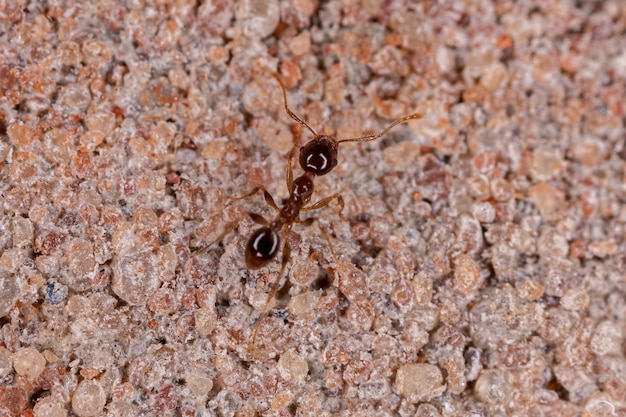 Photo adult big-headed ant of the genus pheidole