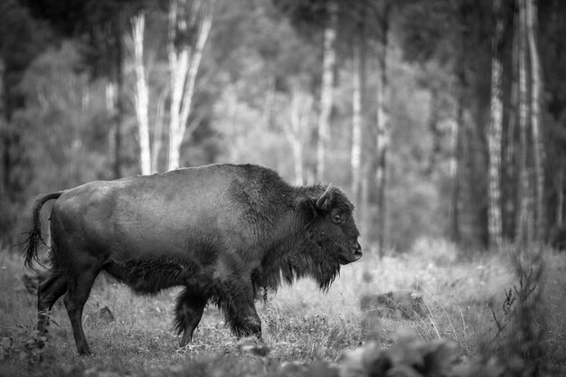 Photo adult bison grazing in the reserve.