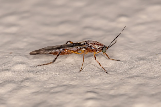 Adult Biting Midge of the Genus Stenoxenus