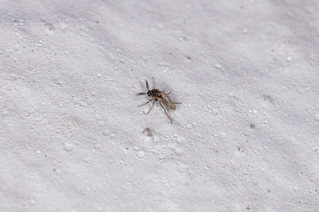 Adult Biting Midge