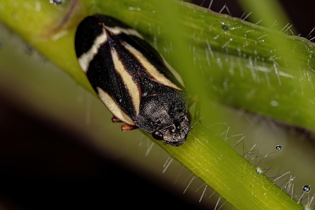 Adult Black Froghopper of the species Notozulia entreriana