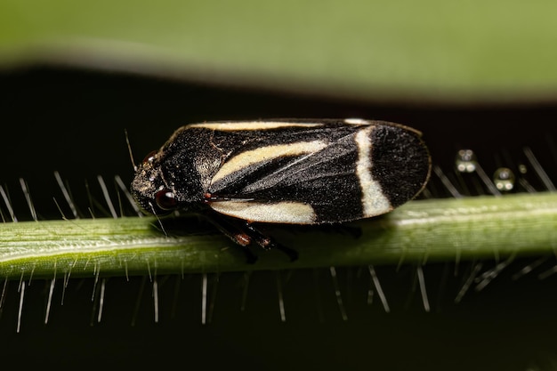 Adult Black Froghopper