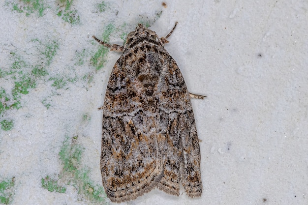 Adult Black-olive Caterpillar Moth of the species Garella nilotica