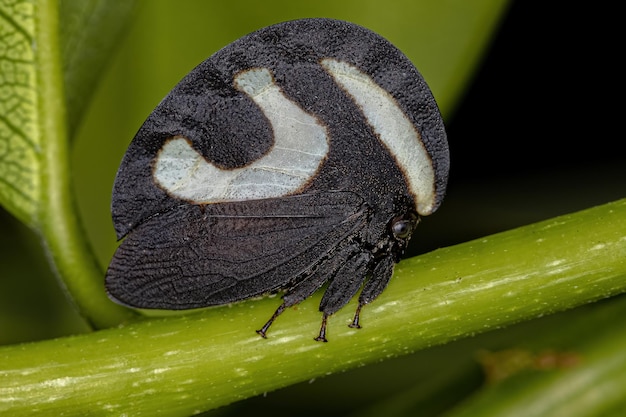 Adult Black-and-white Treehopper of the species Membracis foliatafasciata