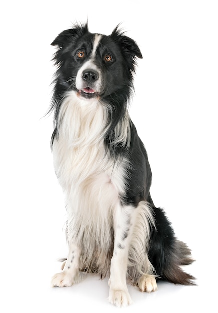  adult border collie