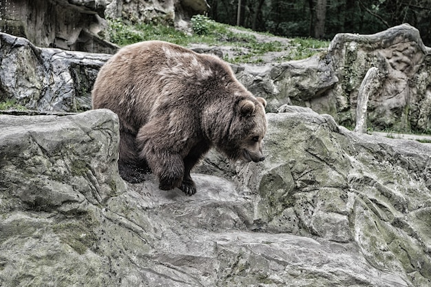 Adult brown bear in natural environment Animal rights Friendly brown bear walking in zoo