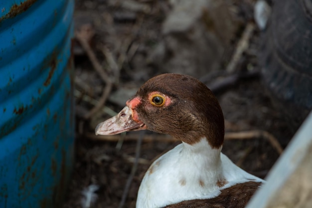 An adult brown domestic duck is looking at the camera poultry farming