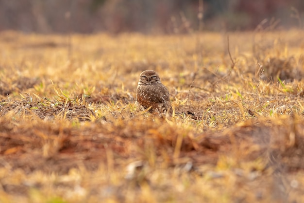 Adult Burrowing Owl of the species Athene cunicularia