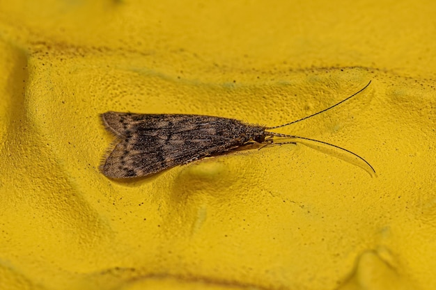 Adult Caddisfly Insect