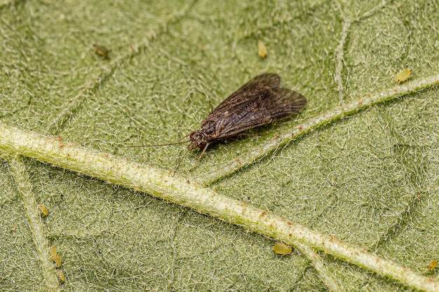 Adult Caddisfly Insect