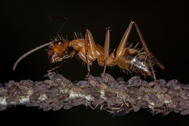 Adult Carpenter Ant of the Genus Camponotus interacting with aphids in a plant