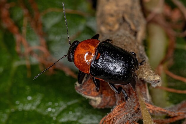 Photo adult case-bearing leaf beetle of the subfamily cryptocephalinae