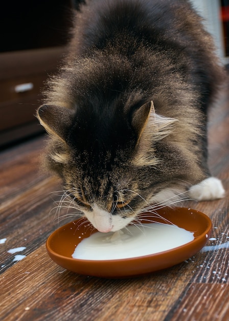 Adult  cat drinking saucer full of milk.