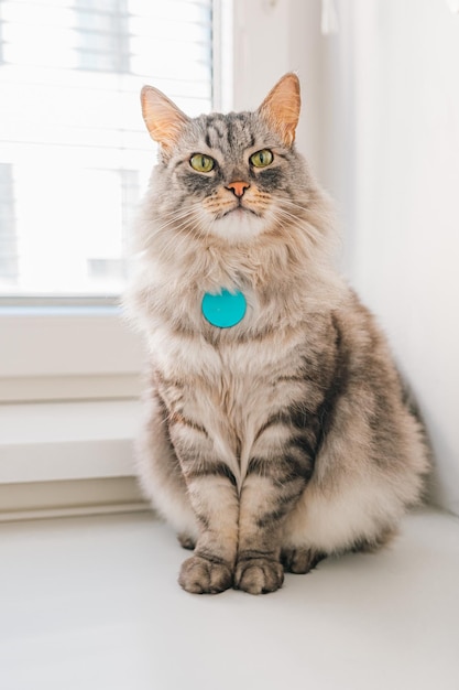 Adult cat green eyes longhair breed