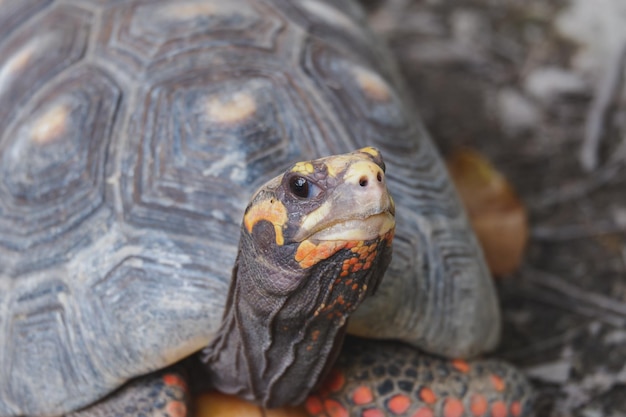 Adult cherry head redfooted tortoise geochelone carbonaria