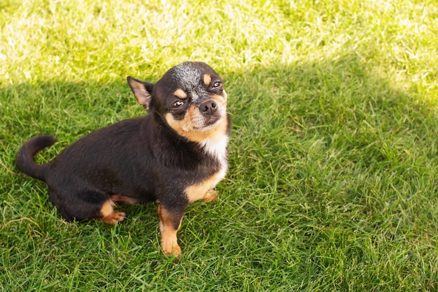 An adult chihuahua is looking at the camera while sitting on a green lawn A pet on a walk