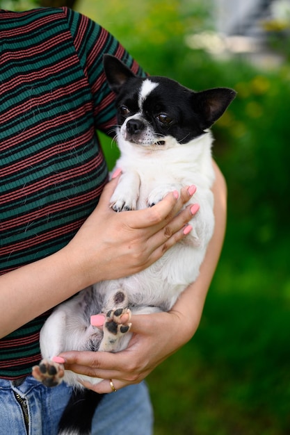 An adult Chihuahua Lies in Arms of Mistress with her Paws Tucked in Dog Sheds Wool on Tshirt