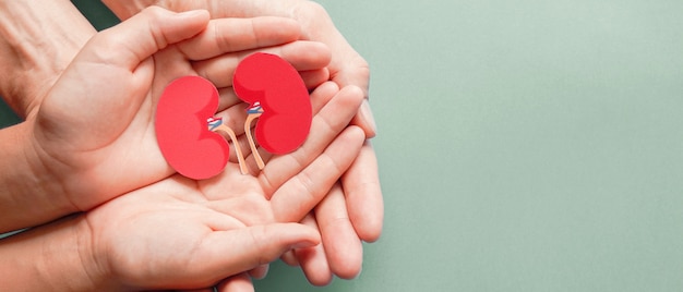 Adult and child holding kidney shaped paper on textured blue background, world kidney day, National Organ Donor Day, charity donation concept