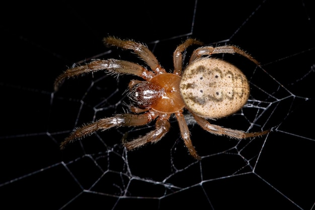 Adult Classic Orbweaver of the Genus Metazygia