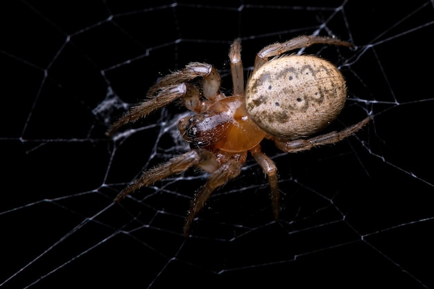 Adult Classic Orbweaver of the Genus Metazygia