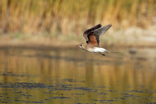 Adult collared pratincole flying in the last light of the afternoon in a wetland in central Spain