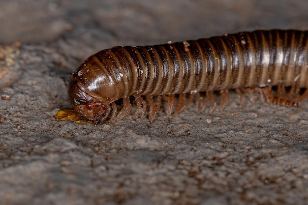 Adult Common Brown Millipede of the Order Spirostreptida