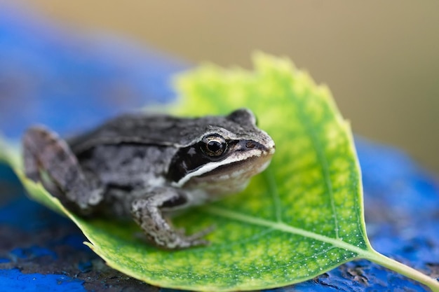 A adult Common European Toad Bufo bufo sitting on the ground in the garden