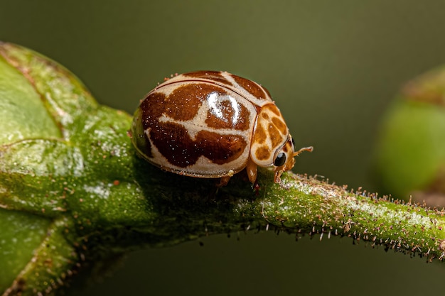 Adult Common Lady Beetle