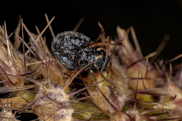 Adult Convergent Lady Beetle of the species Hippodamia convergens