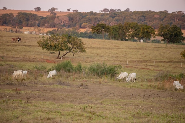 Adult cow in a Brazilian farm with selective focus