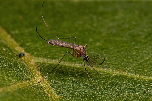 Adult Culicine Mosquito Insect