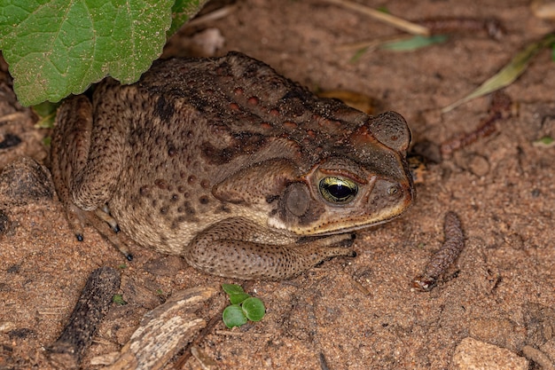 Photo adult cururu toad of the species rhinella diptycha