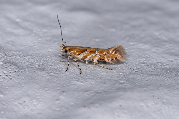 Adult Curved-horn Moth of the Superfamily Gelechioidea