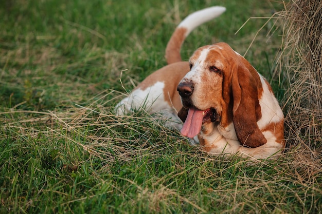 An adult dog of the Basset Hound breed walks in nature.