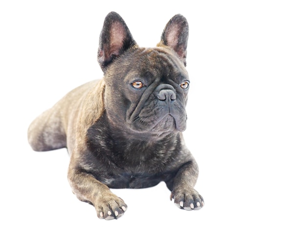 Adult dog isolate on a white background French bulldog portrait studio macro